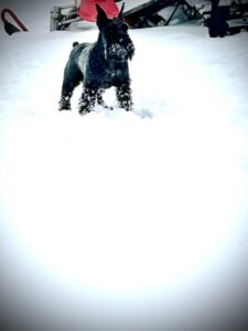 Duke our black miniature schnauzer stud